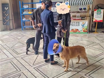 四川新希望服务 | 宠爱有方 文明养犬我们在行动