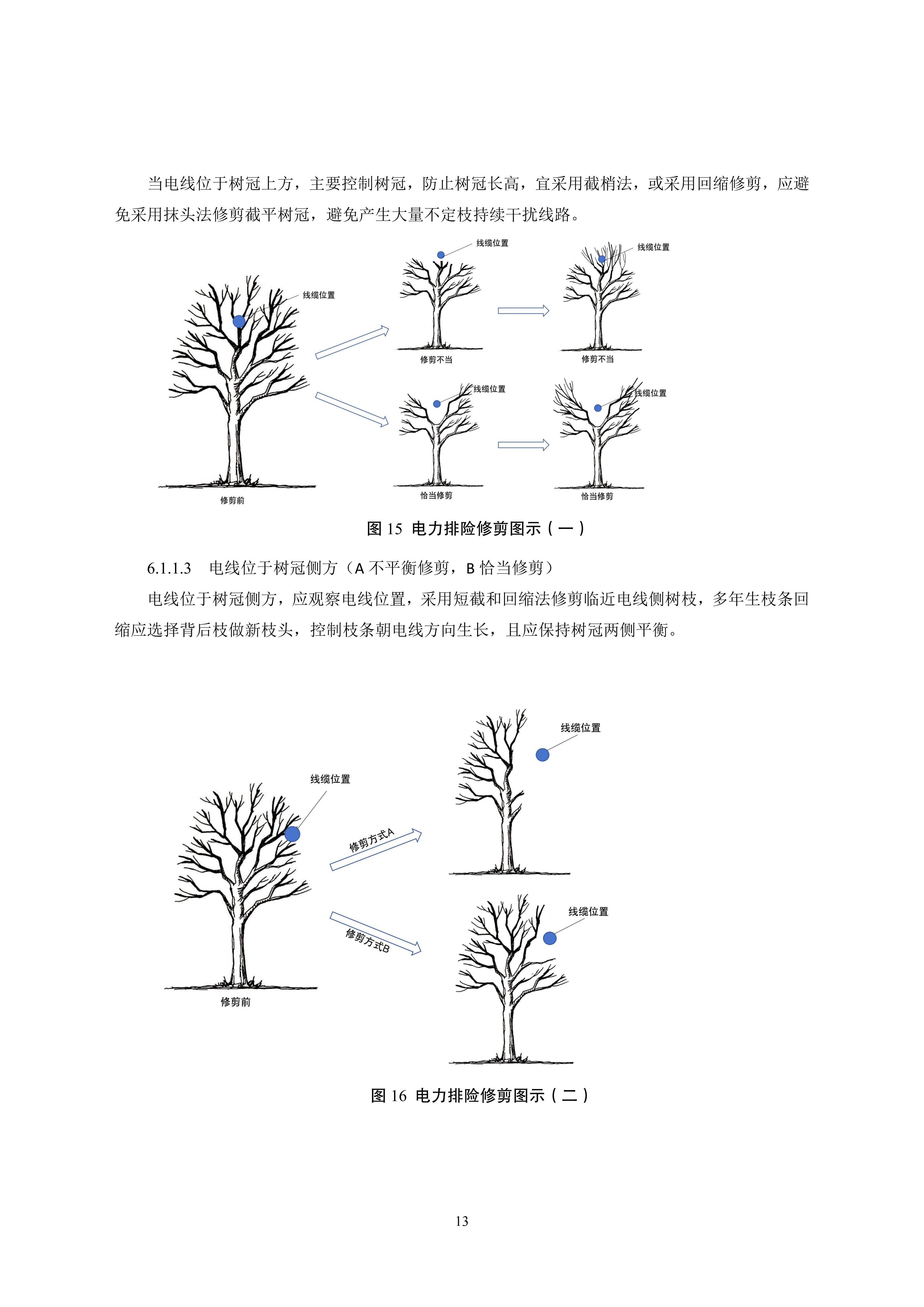 关于印发《成都市绿化乔木修枝技术导则（试行）》的通知（全）_16